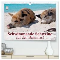 Schwimmende Schweine auf den Bahamas! (hochwertiger Premium Wandkalender 2025 DIN A2 quer), Kunstdruck in Hochglanz