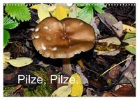 Pilze, Pilze (Wandkalender 2026 DIN A3 quer), CALVENDO Monatskalender