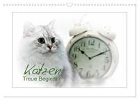 Katzen – Treue Begleiter (CH - Version) (Wandkalender 2025 DIN A3 quer), CALVENDO Monatskalender
