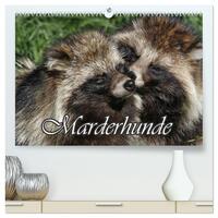 Marderhunde (hochwertiger Premium Wandkalender 2026 DIN A2 quer), Kunstdruck in Hochglanz