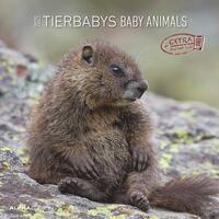 Alpha Edition - Tierbabys 2025 Broschürenkalender, 30x30cm, Wandkalender mit Platz für Notizen und Termine, Motive von süßen Tierbabys, Monatsübersicht und Ferientermine DE/AT/CH
