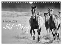 Pferde 2025 Wild Thing (Wandkalender 2025 DIN A4 quer), CALVENDO Monatskalender
