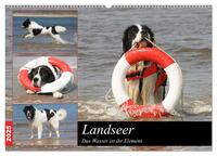 Landseer - Das Wasser ist ihr Element (Wandkalender 2025 DIN A2 quer), CALVENDO Monatskalender