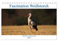 Vorderes Coverbild Faszination Weißstorch (Tischkalender 2025 DIN A5 quer), CALVENDO Monatskalender