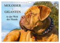 Molosser - Giganten in der Welt der Hunde (Wandkalender 2025 DIN A4 quer), CALVENDO Monatskalender