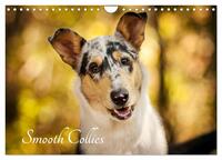Smooth Collies (Wandkalender 2026 DIN A4 quer), CALVENDO Monatskalender