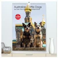 Australian Cattle Dogs auf der Darmstädter Mathildenhöhe (hochwertiger Premium Wandkalender 2025 DIN A2 hoch), Kunstdruck in Hochglanz