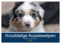 Australian Shepherd Welpen 2025 (Wandkalender 2025 DIN A2 quer), CALVENDO Monatskalender
