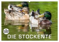 Emotionale Momente: Die Stockente. (Wandkalender 2026 DIN A2 quer), CALVENDO Monatskalender
