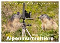 Alpenmurmeltiere - Stars vor der Kamera (Tischkalender 2026 DIN A5 quer), CALVENDO Monatskalender