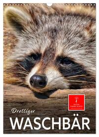 Drolliger Waschbär (Wandkalender 2025 DIN A3 hoch), CALVENDO Monatskalender