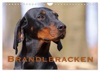 Brandlbracken (Wandkalender 2026 DIN A4 quer), CALVENDO Monatskalender