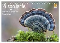 Pilzgalerie - Die bunte Welt der Baumpilze (Tischkalender 2026 DIN A5 quer), CALVENDO Monatskalender