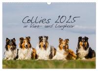 Collies 2025 in Kurz- und Langhaar (Wandkalender 2025 DIN A3 quer), CALVENDO Monatskalender