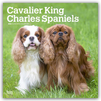 Cavalier King Charles Spaniels 2026 – 16-Monatskalender
