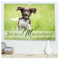 Der kleine Münsterländer (hochwertiger Premium Wandkalender 2025 DIN A2 quer), Kunstdruck in Hochglanz
