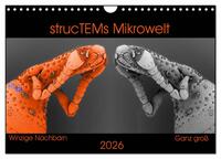 strucTEMs Mikrowelt - Winzige Nachbarn ganz groß (Wandkalender 2026 DIN A4 quer), CALVENDO Monatskalender