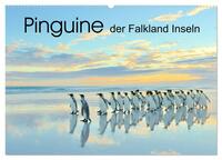 Pinguine der Falkland Inseln (Wandkalender 2025 DIN A2 quer), CALVENDO Monatskalender