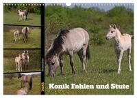 Mutterliebe - Konik Fohlen und Stute (Wandkalender 2026 DIN A3 quer), CALVENDO Monatskalender