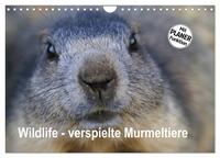Wildlife - Verspielte Murmeltiere (Wandkalender 2026 DIN A4 quer), CALVENDO Monatskalender