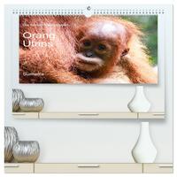 Die letzten freilebenden Orang Utans (hochwertiger Premium Wandkalender 2025 DIN A2 quer), Kunstdruck in Hochglanz