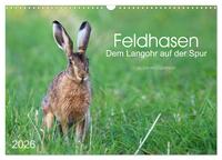 Feldhasen - dem Langohr auf der Spur (Wandkalender 2026 DIN A3 quer), CALVENDO Monatskalender
