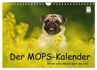 Der MOPS-Kalender (Wandkalender 2026 DIN A4 quer), CALVENDO Monatskalender