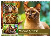 Burma-Katzen. Ausstrahlung und Anmut der faszinierenden Samtpfoten (Wandkalender 2026 DIN A2 quer), CALVENDO Monatskalender