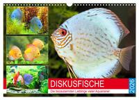 Diskusfische. Die bezaubernden Lieblinge vieler Aquarianer (Wandkalender 2026 DIN A3 quer), CALVENDO Monatskalender