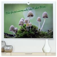 Die faszinierende Welt der Pilze (hochwertiger Premium Wandkalender 2025 DIN A2 quer), Kunstdruck in Hochglanz