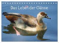 Das Leben der Gänse (Tischkalender 2025 DIN A5 quer), CALVENDO Monatskalender