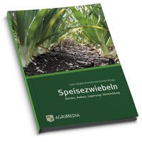 Speisezwiebeln