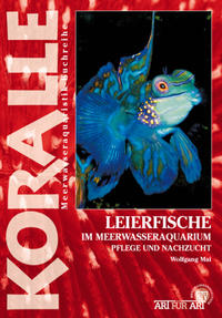 Leierfische im Meerwasseraquarium
