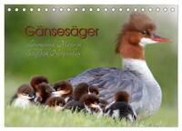 Gänsesäger - alleinerziehende Mütter im Schloßpark Nymphenburg (Tischkalender 2025 DIN A5 quer), CALVENDO Monatskalender