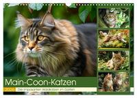 Main-Coon-Katzen. Die imposanten Waldkatzen im Garten (Wandkalender 2026 DIN A3 quer), CALVENDO Monatskalender