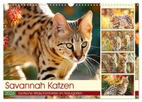 Savannah Katzen. Exotische Wildschönheiten im Naturgarten (Wandkalender 2026 DIN A3 quer), CALVENDO Monatskalender