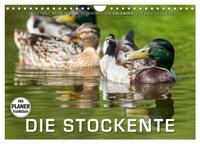 Emotionale Momente: Die Stockente. (Wandkalender 2025 DIN A4 quer), CALVENDO Monatskalender