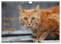 Katzen des Südens (Wandkalender 2025 DIN A4 quer), CALVENDO Monatskalender
