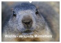 Wildlife - Verspielte Murmeltiere (Wandkalender 2026 DIN A3 quer), CALVENDO Monatskalender