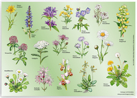 Tischset „Wiesenblumen“