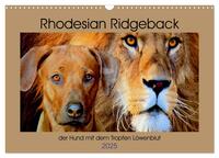 Rhodesian Ridgeback der Hund mit dem Tropfen Löwenblut (Wandkalender 2025 DIN A3 quer), CALVENDO Monatskalender