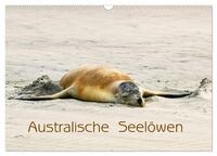 Vorderes Coverbild Australische Seelöwen (Wandkalender 2025 DIN A3 quer), CALVENDO Monatskalender