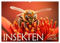 Insekten ganz gross (Wandkalender 2025 DIN A2 quer), CALVENDO Monatskalender