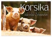Korsika - süße, wilde Schweinchen (Wandkalender 2025 DIN A3 quer), CALVENDO Monatskalender