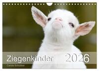 Ziegenkinder (Wandkalender 2026 DIN A4 quer), CALVENDO Monatskalender