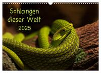 Schlangen dieser Welt (Wandkalender 2025 DIN A3 quer), CALVENDO Monatskalender