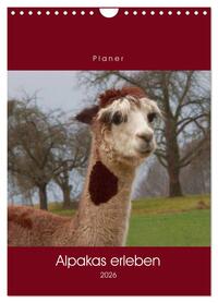 Alpakas erleben (Wandkalender 2026 DIN A4 hoch), CALVENDO Monatskalender
