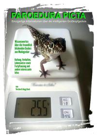 PAROEDURA PICTA - Großkopfgeckos