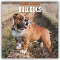 Bulldogs – Bulldoggen 2026 – 16-Monatskalender