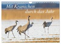 Mit Kranichen durch das Jahr (Wandkalender 2025 DIN A4 quer), CALVENDO Monatskalender